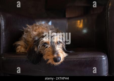 Ritratto frontale di un piccolo cane di razza dachshund rilassato, annoiato e sincero, guardando la macchina fotografica seduta su un elegante e maestoso divano in pelle. TH Foto Stock