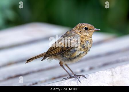 Un giovane robin redbreast nella riserva naturale di Turvey, Dublino. Questo uccello si nutre di insetti, semi e frutta. Foto Stock