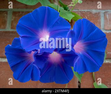 Vista ravvicinata di un gruppo di fiori freschi viola blu di ipomoea purpurea, noti anche come gloria mattutina comune o gloria mattutina viola che si arrampica su una parete di mattoni Foto Stock