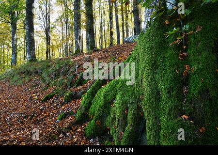 muschio verde sulle radici di una pianta di faggio in una foresta in autunno. Foto Stock