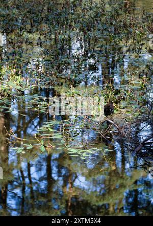 Beecraigs Country Park loch, vicino a Linlithgow, Scozia Foto Stock