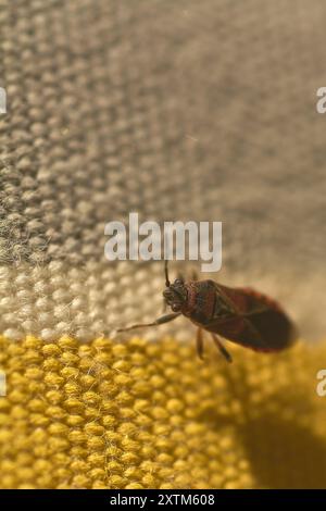 Insetto rosso e nero in primo piano su una superficie che passa dal giallo al bianco, evidenziandone i dettagli e i colori vivaci. Foto Stock