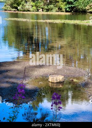 Beecraigs Country Park loch, vicino a Linlithgow, Scozia Foto Stock