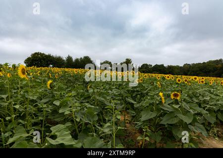Campo agricolo con girasoli gialli contro il cielo con nuvole. Campo di girasole. Tramonto dorato. Primo piano di girasole. Industria agraria. Foto Stock
