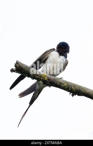 Una rondine di fienile che vola nella riserva naturale di Turvey, Dublino. Questo uccello si nutre di insetti volanti. Foto Stock