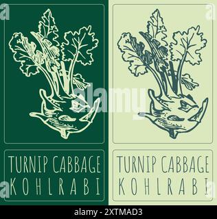 Disegno vettoriale del CAVOLO DELLA RAPA. Illustrazione disegnata a mano. Il nome latino è KOHLRABI. Illustrazione Vettoriale