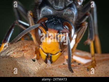 Rosny Sous Bois, Francia. 15 agosto 2024. Un calabrone asiatico, ( Vespa Velutina, Frelon Asiatique ) noto anche come calabrone dalle zampe gialle è una specie di calabrone autoctono del sud-est asiatico. In quanto specie invasiva è preoccupante in alcuni altri paesi, compresa la maggior parte dell'Europa. Rosny sous Bois vicino a Parigi, in Francia, il 15 agosto 2024. Foto di Christophe Geyres/ABACAPRESS. COM credito: Abaca Press/Alamy Live News Foto Stock