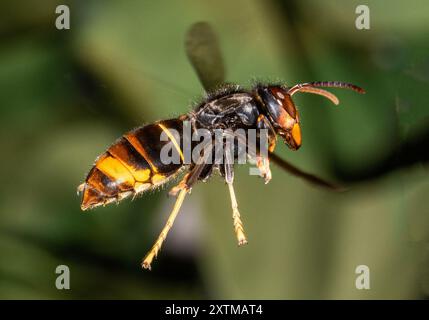 Rosny Sous Bois, Francia. 15 agosto 2024. Un calabrone asiatico, ( Vespa Velutina, Frelon Asiatique ) noto anche come calabrone dalle zampe gialle è una specie di calabrone autoctono del sud-est asiatico. In quanto specie invasiva è preoccupante in alcuni altri paesi, compresa la maggior parte dell'Europa. Rosny sous Bois vicino a Parigi, in Francia, il 15 agosto 2024. Foto di Christophe Geyres/ABACAPRESS. COM credito: Abaca Press/Alamy Live News Foto Stock