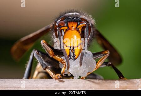 Rosny Sous Bois, Francia. 15 agosto 2024. Un calabrone asiatico, ( Vespa Velutina, Frelon Asiatique ) noto anche come calabrone dalle zampe gialle è una specie di calabrone autoctono del sud-est asiatico. In quanto specie invasiva è preoccupante in alcuni altri paesi, compresa la maggior parte dell'Europa. Rosny sous Bois vicino a Parigi, in Francia, il 15 agosto 2024. Foto di Christophe Geyres/ABACAPRESS. COM credito: Abaca Press/Alamy Live News Foto Stock