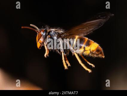 Rosny Sous Bois, Francia. 15 agosto 2024. Un calabrone asiatico, ( Vespa Velutina, Frelon Asiatique ) noto anche come calabrone dalle zampe gialle è una specie di calabrone autoctono del sud-est asiatico. In quanto specie invasiva è preoccupante in alcuni altri paesi, compresa la maggior parte dell'Europa. Rosny sous Bois vicino a Parigi, in Francia, il 15 agosto 2024. Foto di Christophe Geyres/ABACAPRESS. COM credito: Abaca Press/Alamy Live News Foto Stock