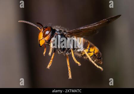 Rosny Sous Bois, Francia. 15 agosto 2024. Un calabrone asiatico, ( Vespa Velutina, Frelon Asiatique ) noto anche come calabrone dalle zampe gialle è una specie di calabrone autoctono del sud-est asiatico. In quanto specie invasiva è preoccupante in alcuni altri paesi, compresa la maggior parte dell'Europa. Rosny sous Bois vicino a Parigi, in Francia, il 15 agosto 2024. Foto di Christophe Geyres/ABACAPRESS. COM credito: Abaca Press/Alamy Live News Foto Stock