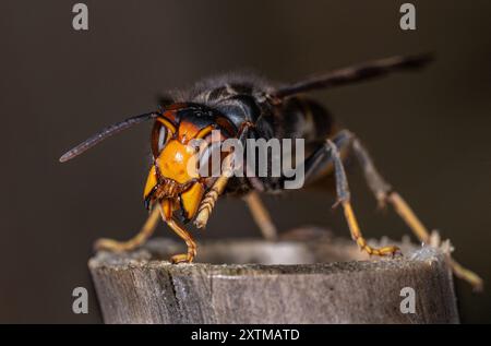 Rosny Sous Bois, Francia. 15 agosto 2024. Un calabrone asiatico, ( Vespa Velutina, Frelon Asiatique ) noto anche come calabrone dalle zampe gialle è una specie di calabrone autoctono del sud-est asiatico. In quanto specie invasiva è preoccupante in alcuni altri paesi, compresa la maggior parte dell'Europa. Rosny sous Bois vicino a Parigi, in Francia, il 15 agosto 2024. Foto di Christophe Geyres/ABACAPRESS. COM credito: Abaca Press/Alamy Live News Foto Stock