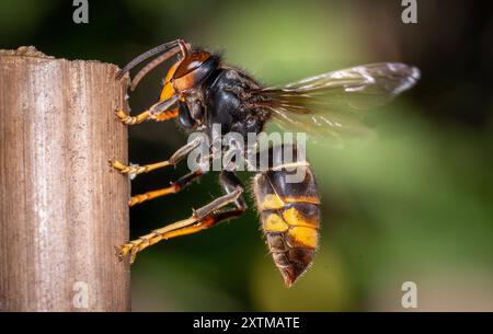 Rosny Sous Bois, Francia. 15 agosto 2024. Un calabrone asiatico, ( Vespa Velutina, Frelon Asiatique ) noto anche come calabrone dalle zampe gialle è una specie di calabrone autoctono del sud-est asiatico. In quanto specie invasiva è preoccupante in alcuni altri paesi, compresa la maggior parte dell'Europa. Rosny sous Bois vicino a Parigi, in Francia, il 15 agosto 2024. Foto di Christophe Geyres/ABACAPRESS. COM credito: Abaca Press/Alamy Live News Foto Stock