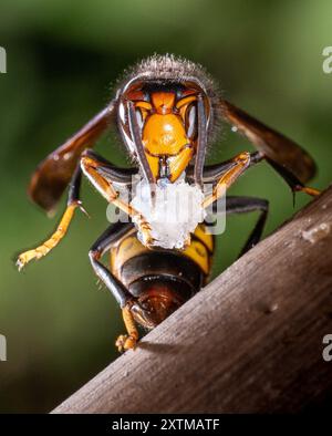 Rosny Sous Bois, Francia. 15 agosto 2024. Un calabrone asiatico, ( Vespa Velutina, Frelon Asiatique ) noto anche come calabrone dalle zampe gialle è una specie di calabrone autoctono del sud-est asiatico. In quanto specie invasiva è preoccupante in alcuni altri paesi, compresa la maggior parte dell'Europa. Rosny sous Bois vicino a Parigi, in Francia, il 15 agosto 2024. Foto di Christophe Geyres/ABACAPRESS. COM credito: Abaca Press/Alamy Live News Foto Stock