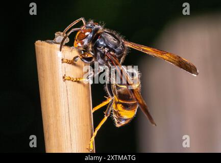 Rosny Sous Bois, Francia. 15 agosto 2024. Un calabrone asiatico, ( Vespa Velutina, Frelon Asiatique ) noto anche come calabrone dalle zampe gialle è una specie di calabrone autoctono del sud-est asiatico. In quanto specie invasiva è preoccupante in alcuni altri paesi, compresa la maggior parte dell'Europa. Rosny sous Bois vicino a Parigi, in Francia, il 15 agosto 2024. Foto di Christophe Geyres/ABACAPRESS. COM credito: Abaca Press/Alamy Live News Foto Stock