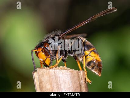 Rosny Sous Bois, Francia. 15 agosto 2024. Un calabrone asiatico, ( Vespa Velutina, Frelon Asiatique ) noto anche come calabrone dalle zampe gialle è una specie di calabrone autoctono del sud-est asiatico. In quanto specie invasiva è preoccupante in alcuni altri paesi, compresa la maggior parte dell'Europa. Rosny sous Bois vicino a Parigi, in Francia, il 15 agosto 2024. Foto di Christophe Geyres/ABACAPRESS. COM credito: Abaca Press/Alamy Live News Foto Stock