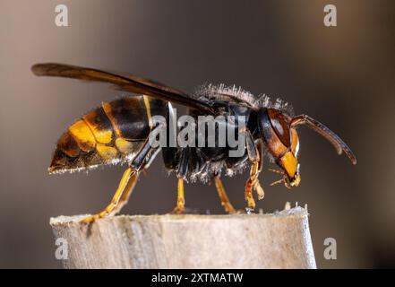 Rosny Sous Bois, Francia. 15 agosto 2024. Un calabrone asiatico, ( Vespa Velutina, Frelon Asiatique ) noto anche come calabrone dalle zampe gialle è una specie di calabrone autoctono del sud-est asiatico. In quanto specie invasiva è preoccupante in alcuni altri paesi, compresa la maggior parte dell'Europa. Rosny sous Bois vicino a Parigi, in Francia, il 15 agosto 2024. Foto di Christophe Geyres/ABACAPRESS. COM credito: Abaca Press/Alamy Live News Foto Stock