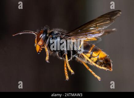 Rosny Sous Bois, Francia. 15 agosto 2024. Un calabrone asiatico, ( Vespa Velutina, Frelon Asiatique ) noto anche come calabrone dalle zampe gialle è una specie di calabrone autoctono del sud-est asiatico. In quanto specie invasiva è preoccupante in alcuni altri paesi, compresa la maggior parte dell'Europa. Rosny sous Bois vicino a Parigi, in Francia, il 15 agosto 2024. Foto di Christophe Geyres/ABACAPRESS. COM credito: Abaca Press/Alamy Live News Foto Stock