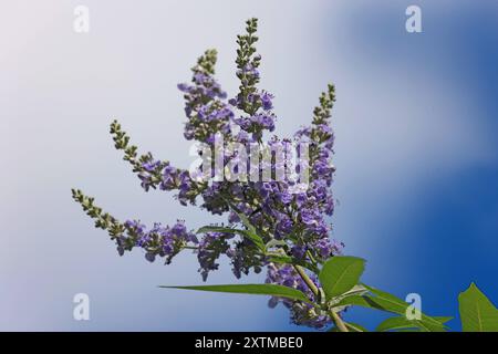 Heilpflanzen aus der Geschichte Der Mönchspfeffer, auch al Keuschbaum oder Keuschlamm bekannt, zur Blütezeit im Sommer. *** Piante medicinali dalla storia il pepe dei monaci, noto anche come l'albero di casta o albero di casta, in fiore in estate Foto Stock