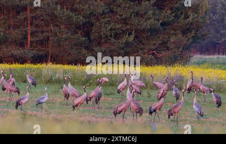 Gru comune (Grus grus) in campo contro la foresta, Voivodato di Podlaskie, Polonia, Europa Foto Stock