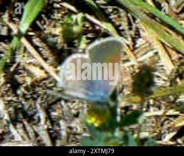 Reakirt's Blue (Echinargus isola) Insecta Foto Stock