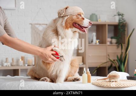 Donna che toglie gli artigli del cane pastore australiano sul divano nel salone spa Foto Stock