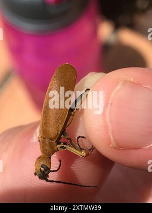 Blister Beetle (Epicauta immaculata) Insecta Foto Stock