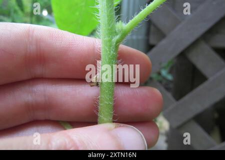 Ciambella (Entylia carinata) Insecta Foto Stock