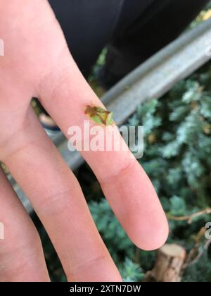 Insetto con protezione a croce rossa (Elasmostethus cruciatus) Insecta Foto Stock