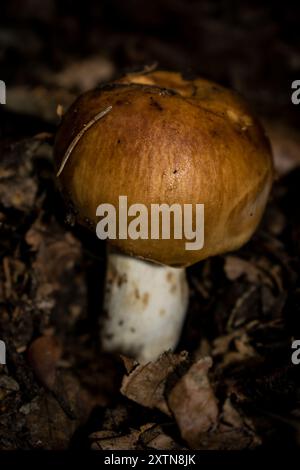 Puzzolenti funghi Brittlegill (Russula foetens) Foto Stock