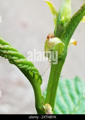 Insetto con protezione a croce rossa (Elasmostethus cruciatus) Insecta Foto Stock