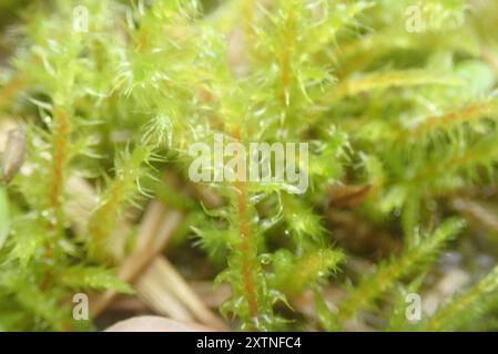 Piazza Moss Gooseneck (Rhytidiadelphus Square) Plantae Foto Stock