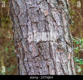Pini aragosta nella riserva naturale Kleb Woods a Tomball, Texas. Foto Stock