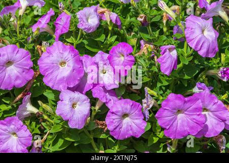 Petunia MOQUETTE NEPTUNE MIX al Mercer Arboretum e ai Giardini Botanici. Foto Stock