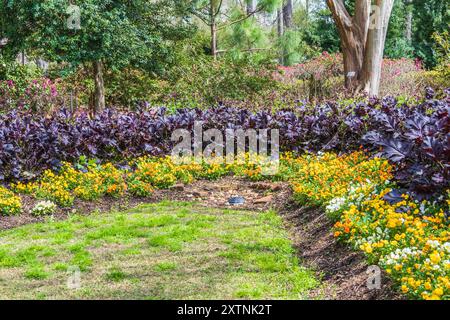 Viola COLORMAX AGRUMI MIX e ROSSO Kale BOR all'arboreto Mercer e ai giardini botanici. Foto Stock