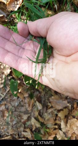 Wood Melick (Melica uniflora) Plantae Foto Stock