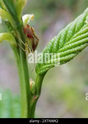 Insetto con protezione a croce rossa (Elasmostethus cruciatus) Insecta Foto Stock