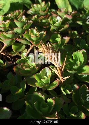 Stonecrop caucasico (Phedimus spurius) Plantae Foto Stock