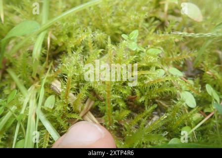 Piazza Moss Gooseneck (Rhytidiadelphus Square) Plantae Foto Stock