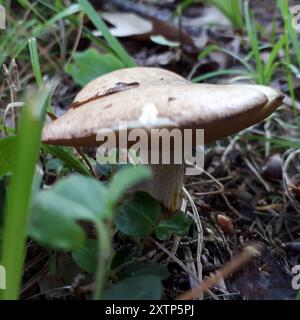 Funghi Suillus (Suillus granulatus) con gambo punteggiato Foto Stock