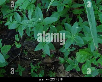 Cannuccia di liquirizia (Galium circaezans) Plantae Foto Stock