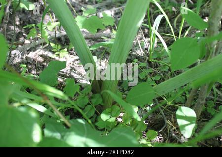angelica (Angelica atropurpurea) Plantae con stelo viola Foto Stock
