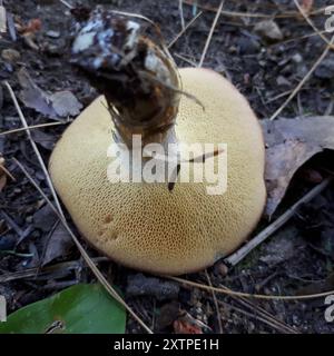 Funghi Suillus (Suillus granulatus) con gambo punteggiato Foto Stock