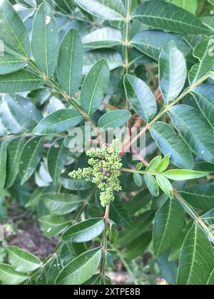 Brillante sumac (Rhus copallinum) Plantae Foto Stock