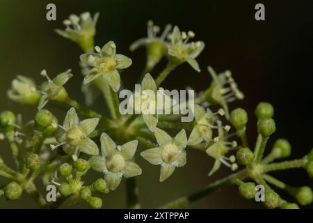 (Aralia bicrenata) Plantae Foto Stock