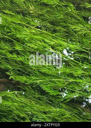 Fiume idromosto (Oenanthe fluviatilis) Plantae Foto Stock