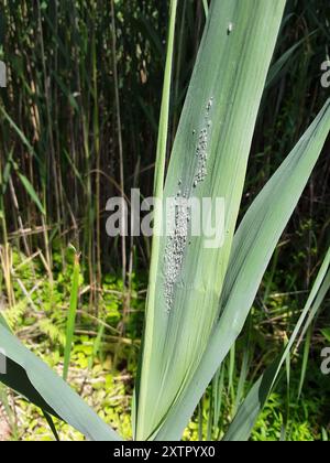 Mealy Plum Aphid (Hyalopterus pruni) Insecta Foto Stock