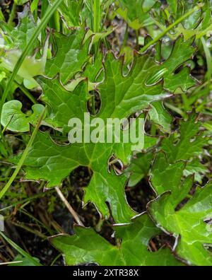 Piede freddo artico (Petasites frigidus frigidus) Plantae Foto Stock