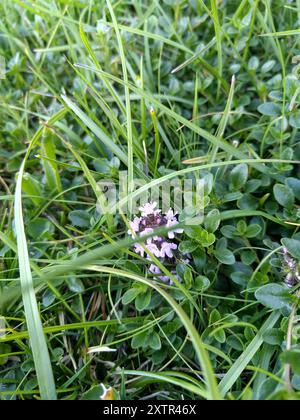 Timo peloso (Thymus praecox polytrichus) Plantae Foto Stock