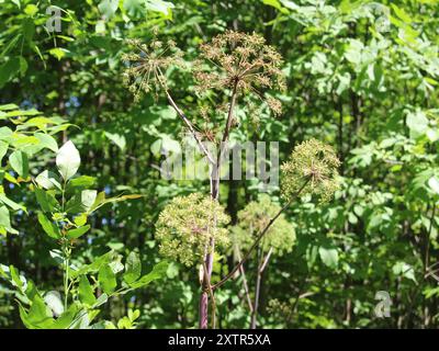 angelica (Angelica atropurpurea) Plantae con stelo viola Foto Stock
